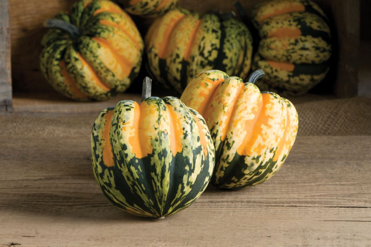 Carnival – Pumpkin Seed